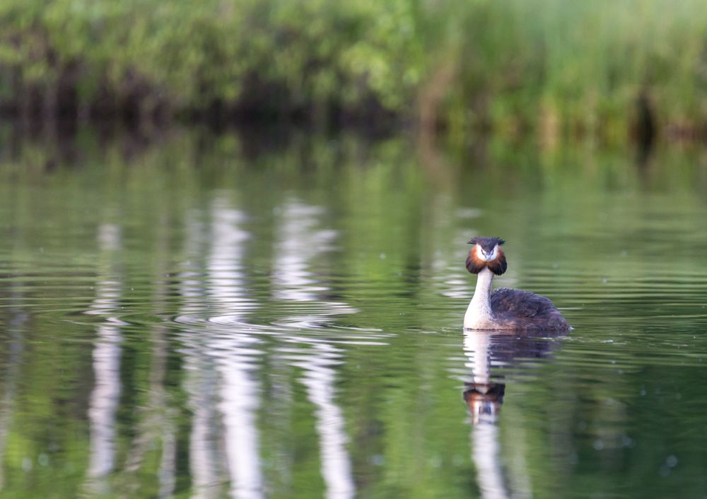 Большая поганка