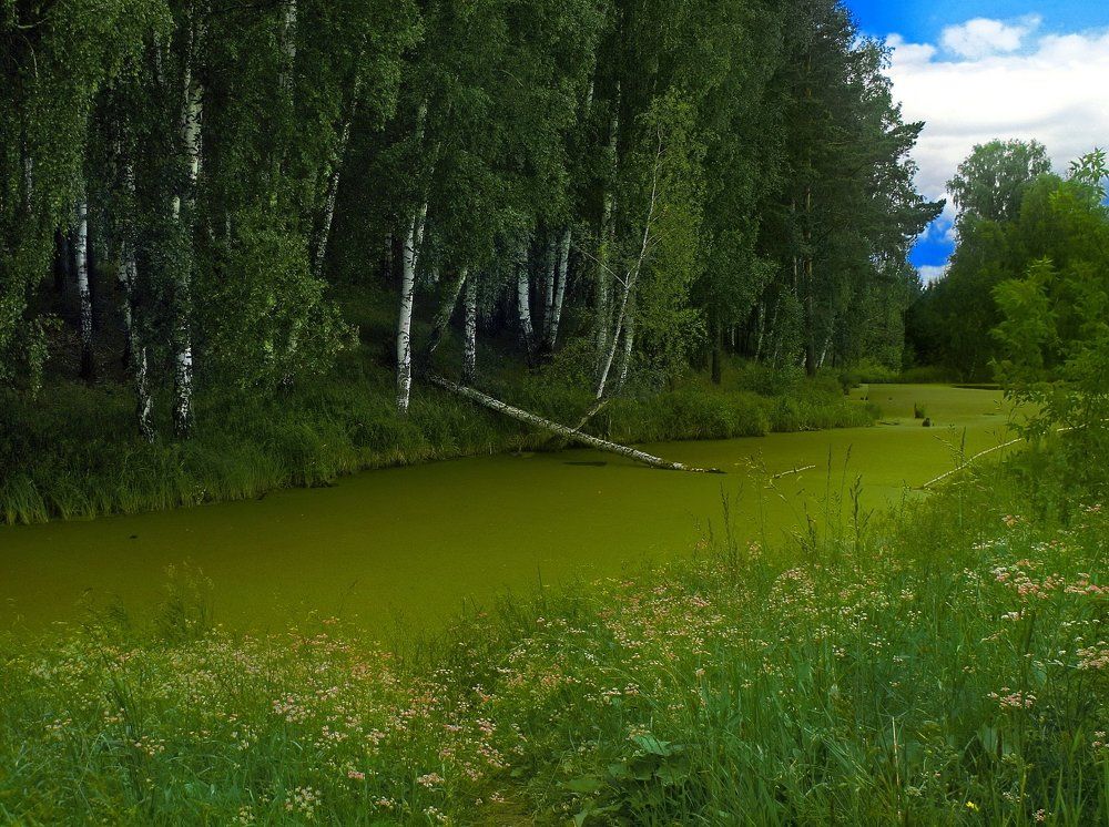 Лесное озеро