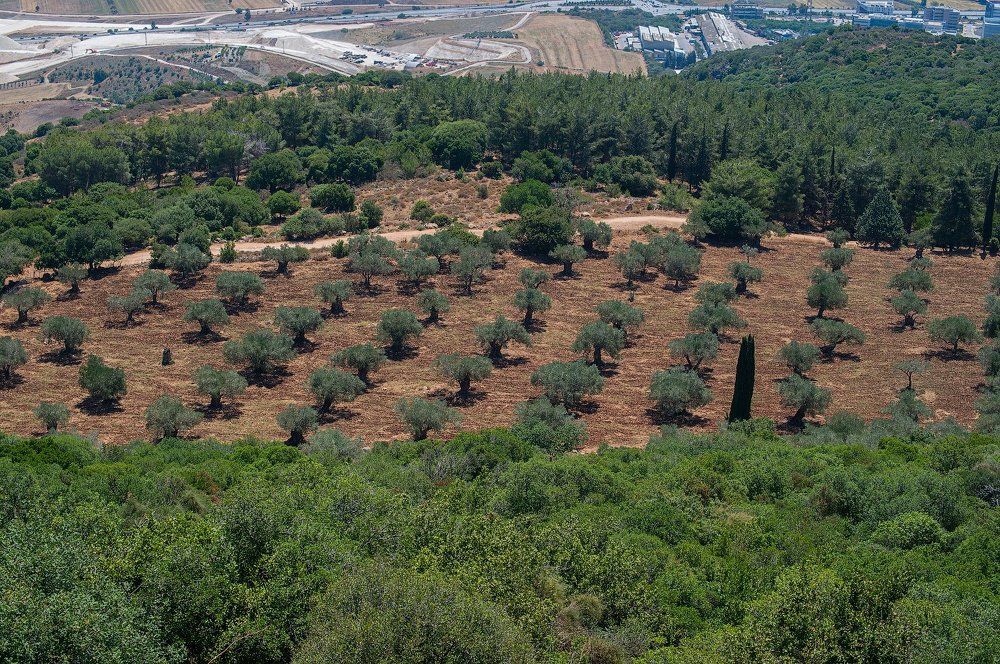 Plantations in Israel