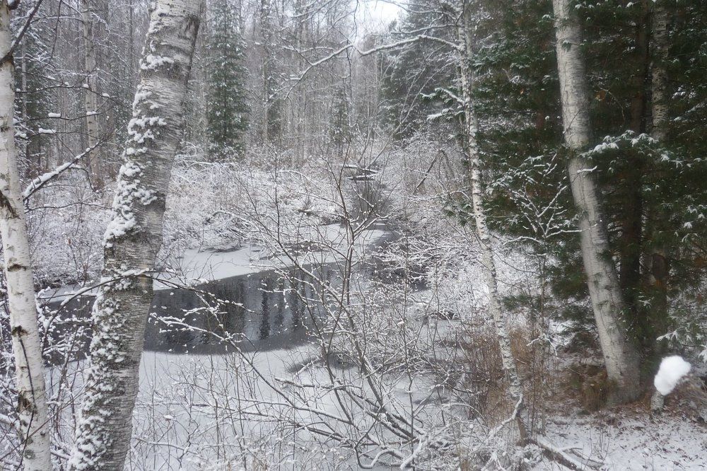 Королевич Ярослав, Томск/Лесная снежная сказка