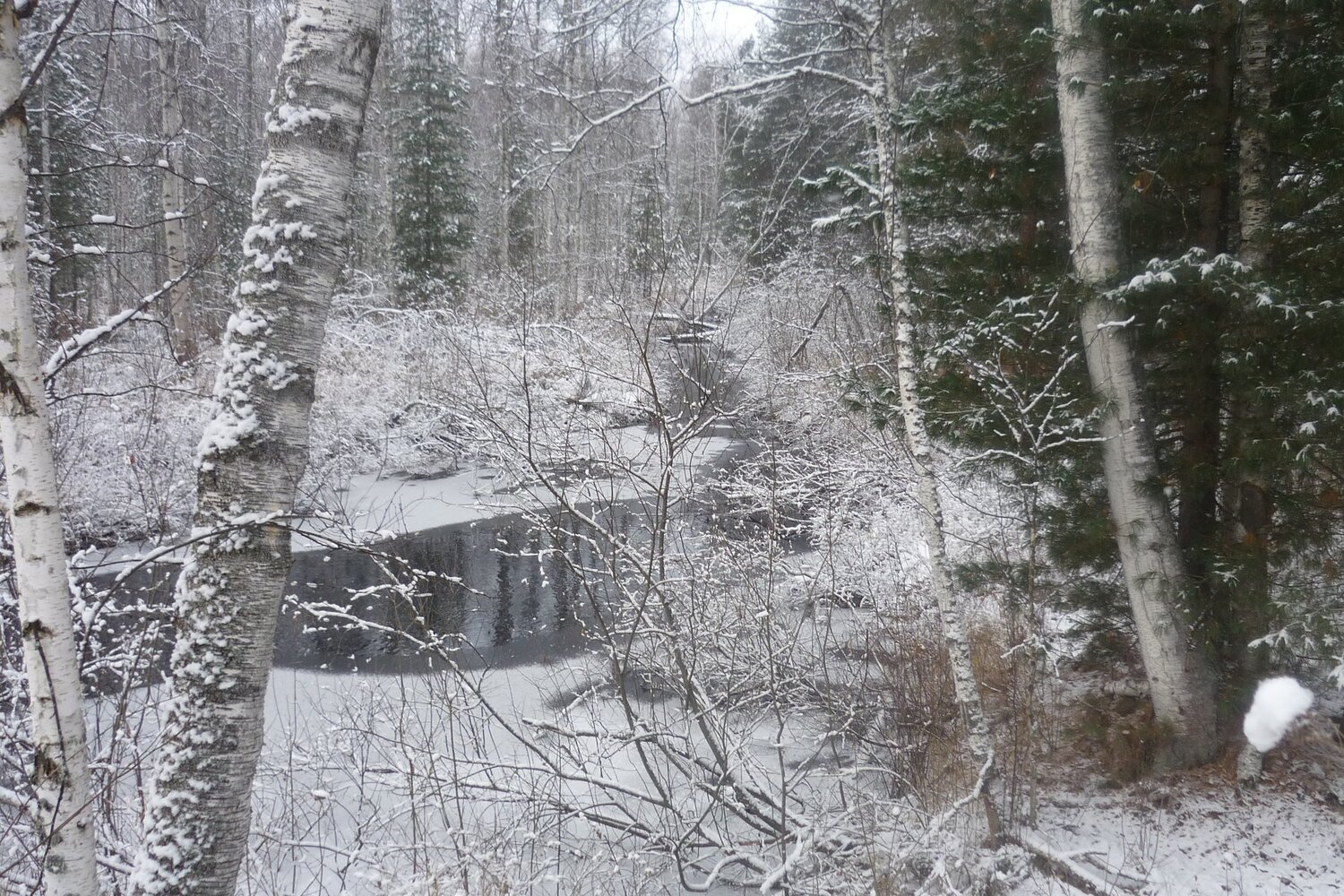 Королевич Ярослав, Томск/Лесная снежная сказка