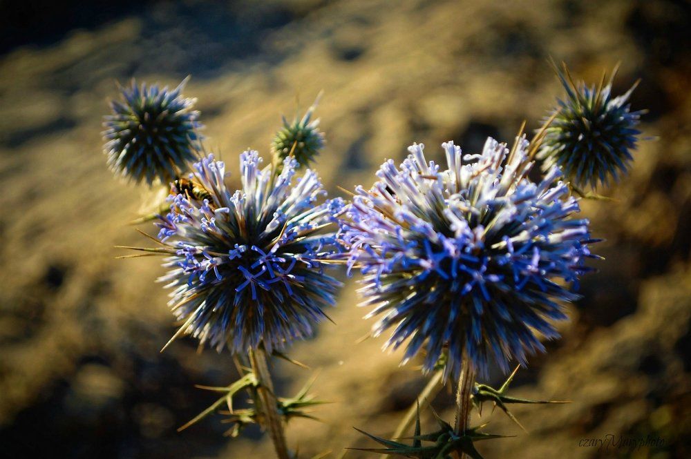 closer closer closer...