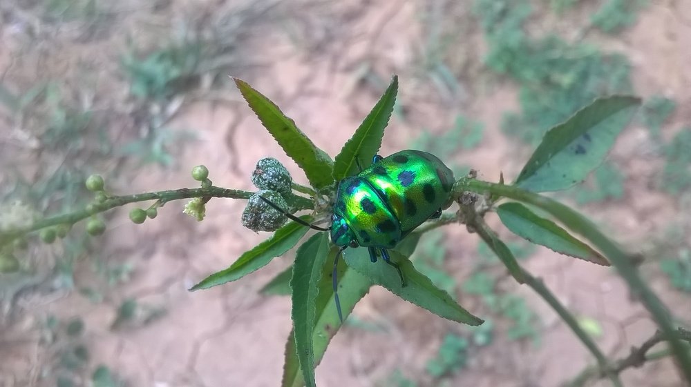 Greenish Insect