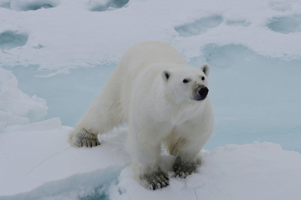 Молодой медведь