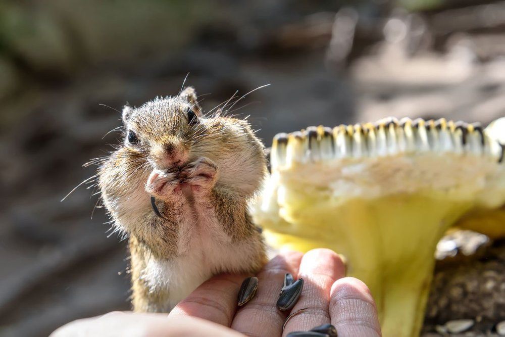 Щекастый бурундук