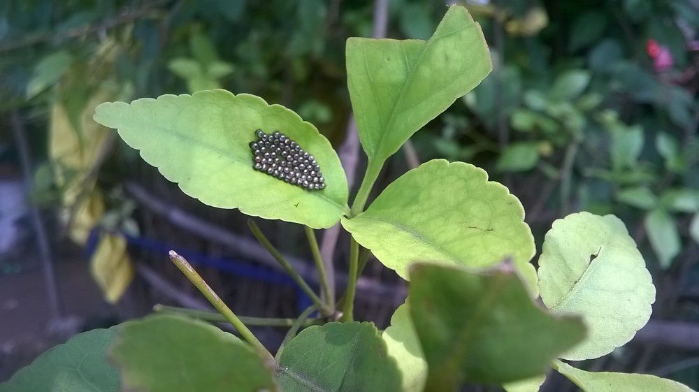 Eggs
