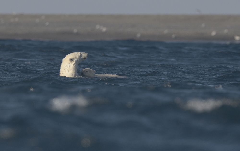Первое купание Умки