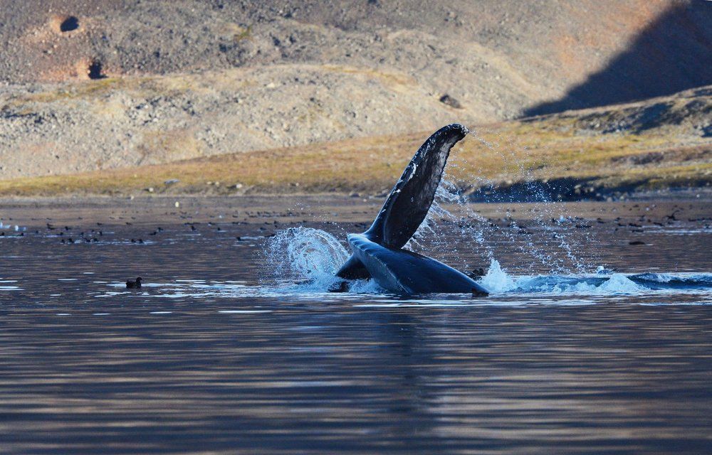 Хвост серого кита