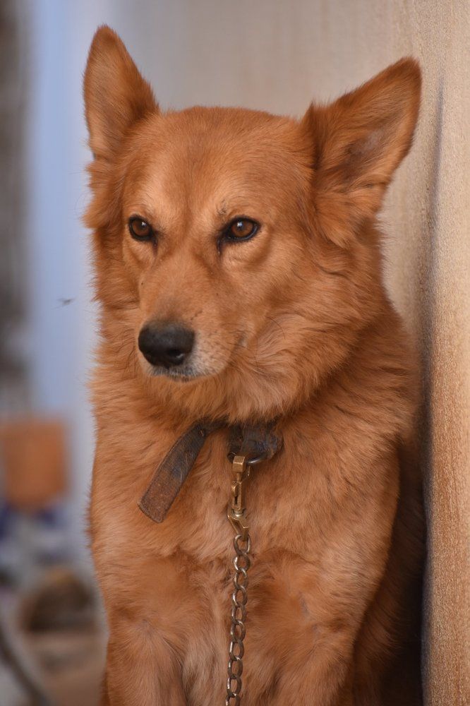 Funny Dog1