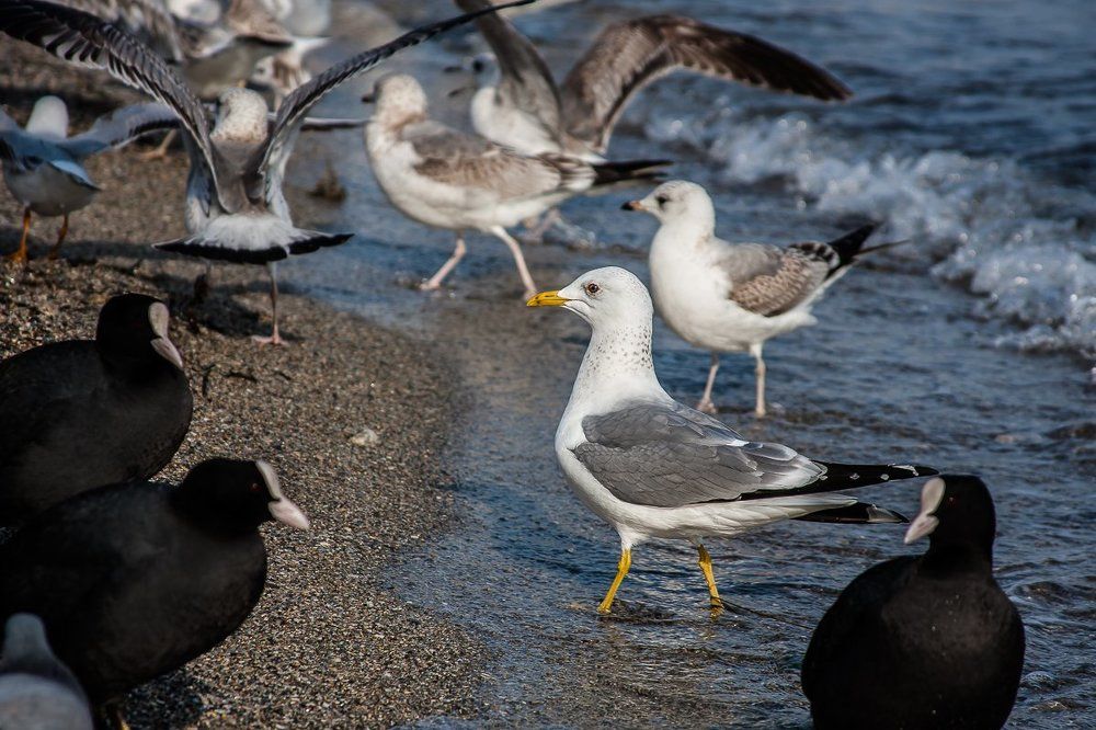 Лысухи и чайки