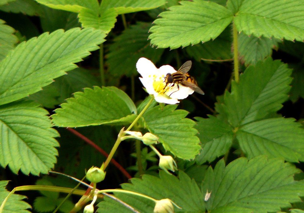 осенний цветок клубники