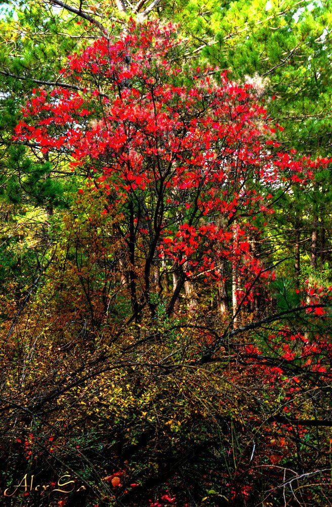 Красное дерево