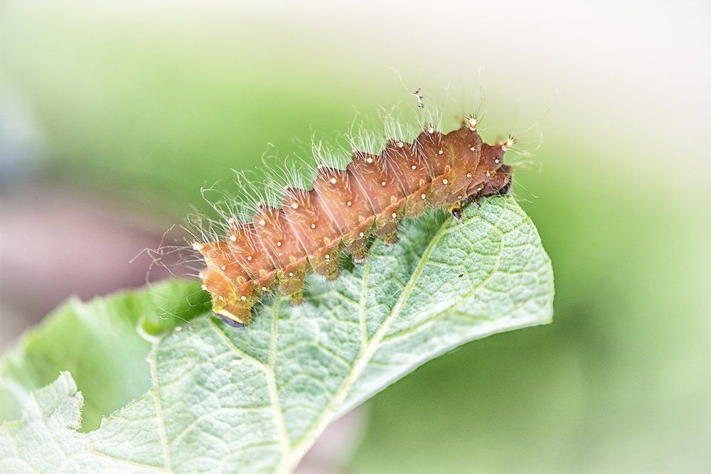 Когда всё вокруг - еда