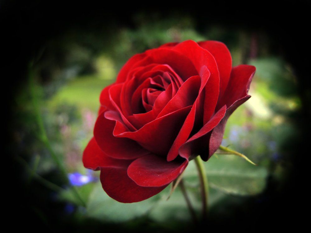 Аленький цветочек.