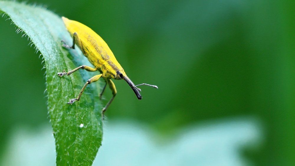 Жук-долгоносик Ларин чертополоховый (Larinus sturnus)