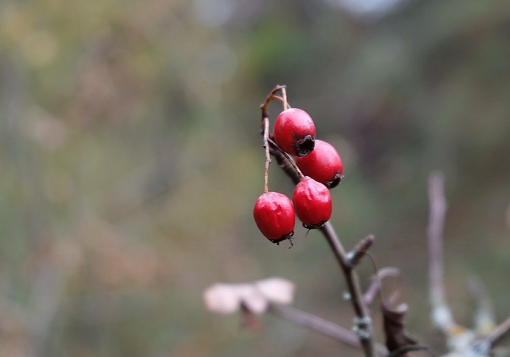 Photograph by Anna Pankratova