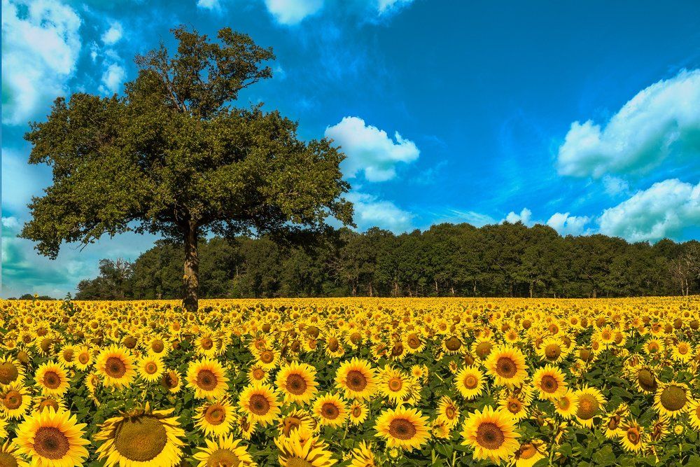 Подсолнухи