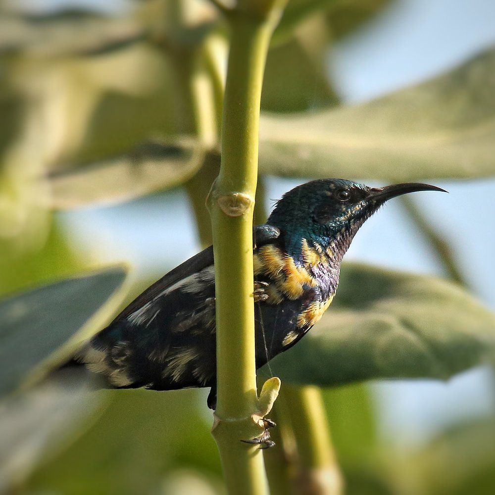 Purple sunbird