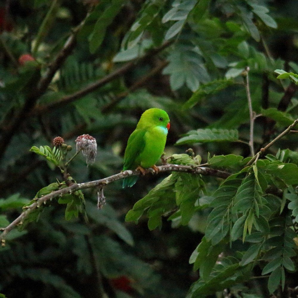 Verenal hanging perrot