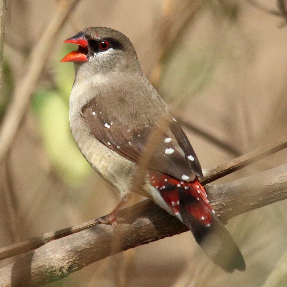 Red munia