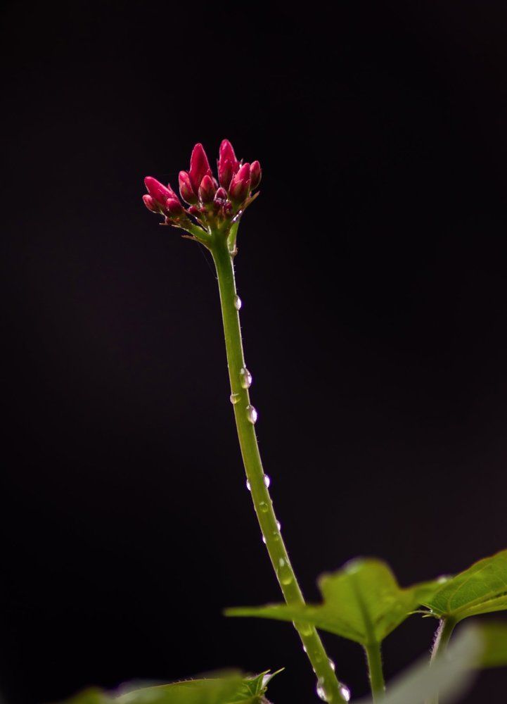 water in love with flower