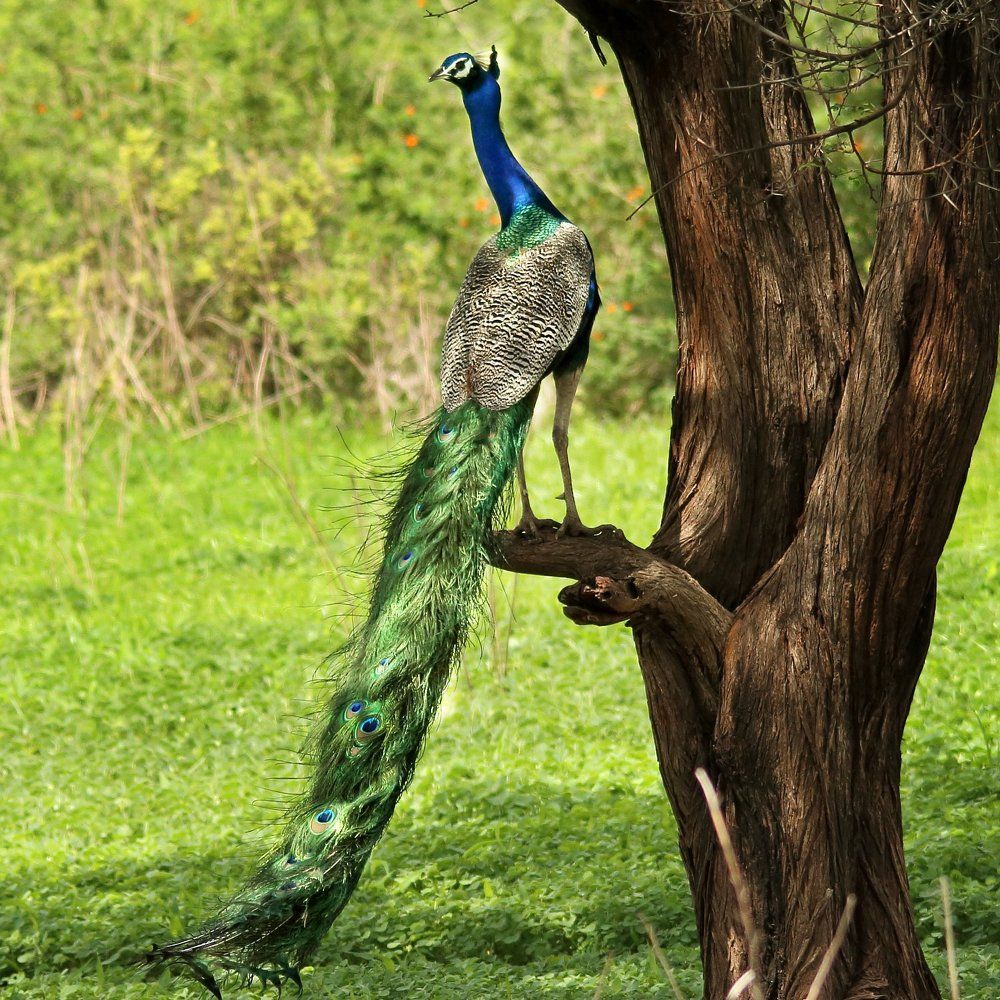 Indian peafowl