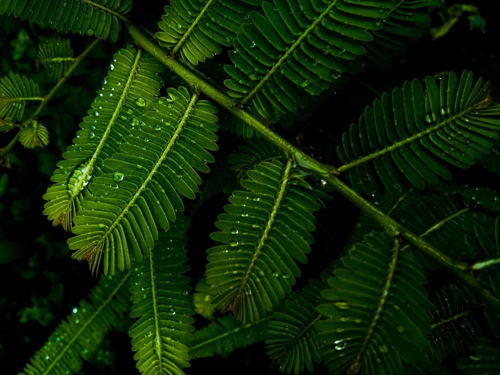 Green Leaves against darkness