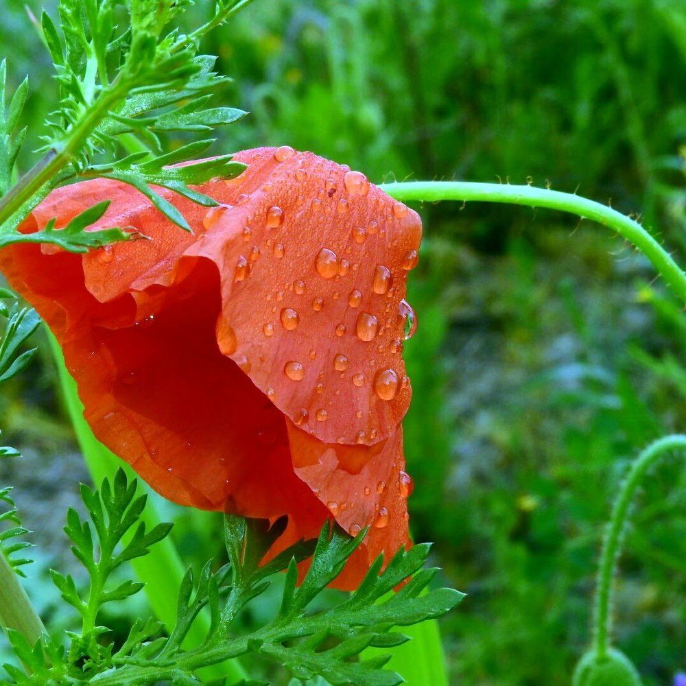 Photograph by Наталья