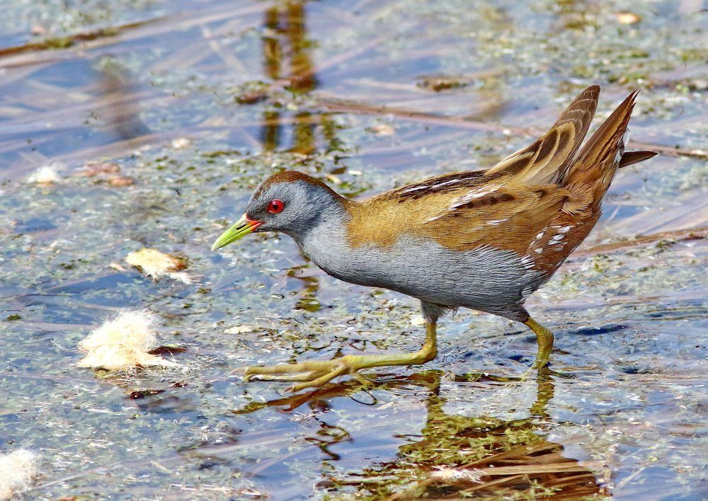 Малая курочка