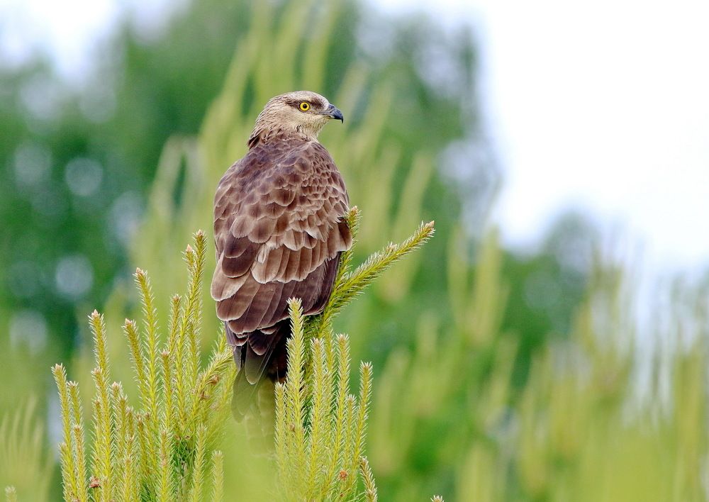 Любитель вкусных ос...)))