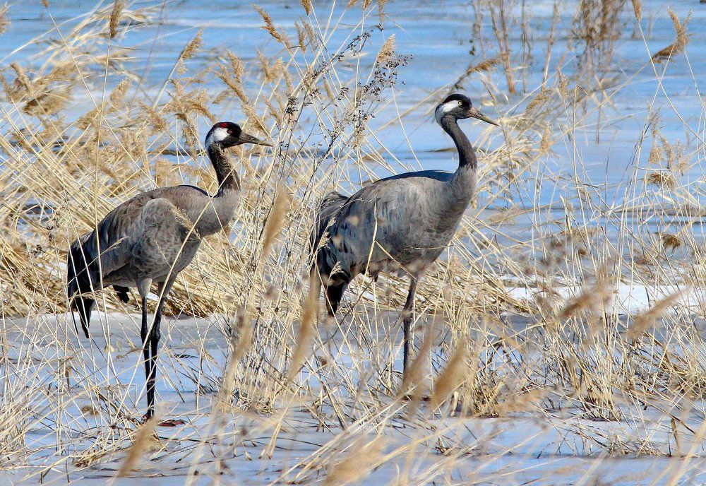 Влюблённая пара...