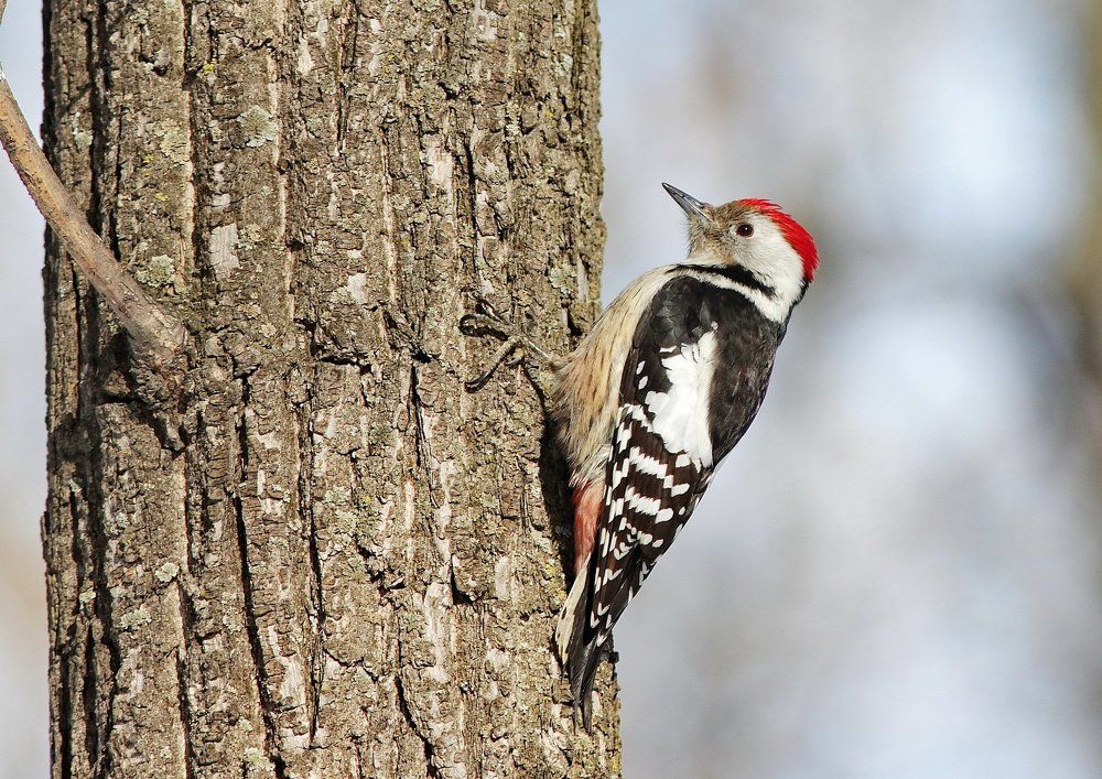 Славный доктор "Айболит"