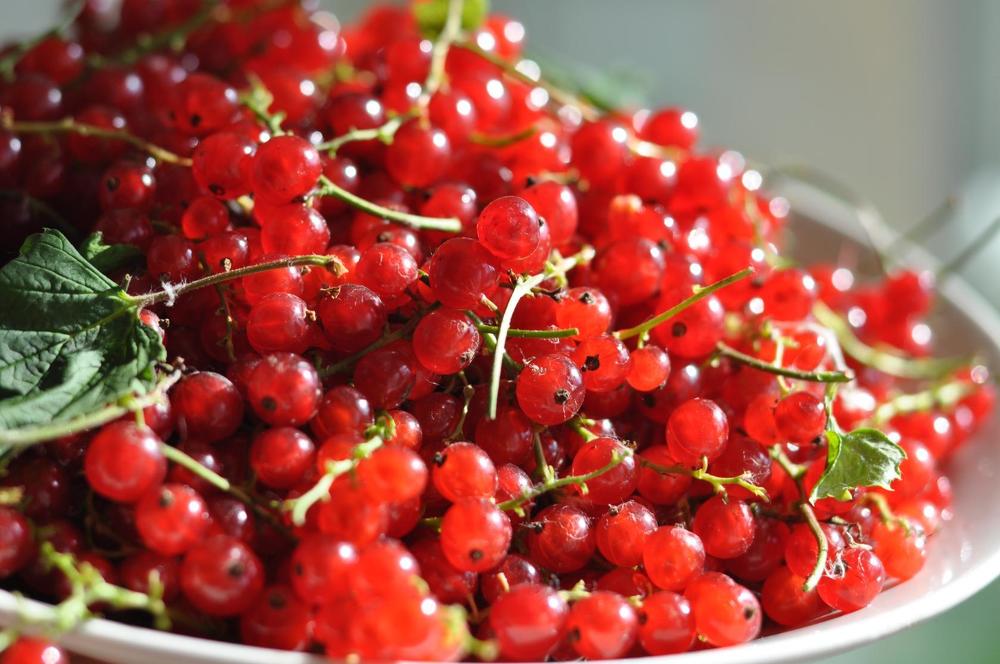 Красная смородинка