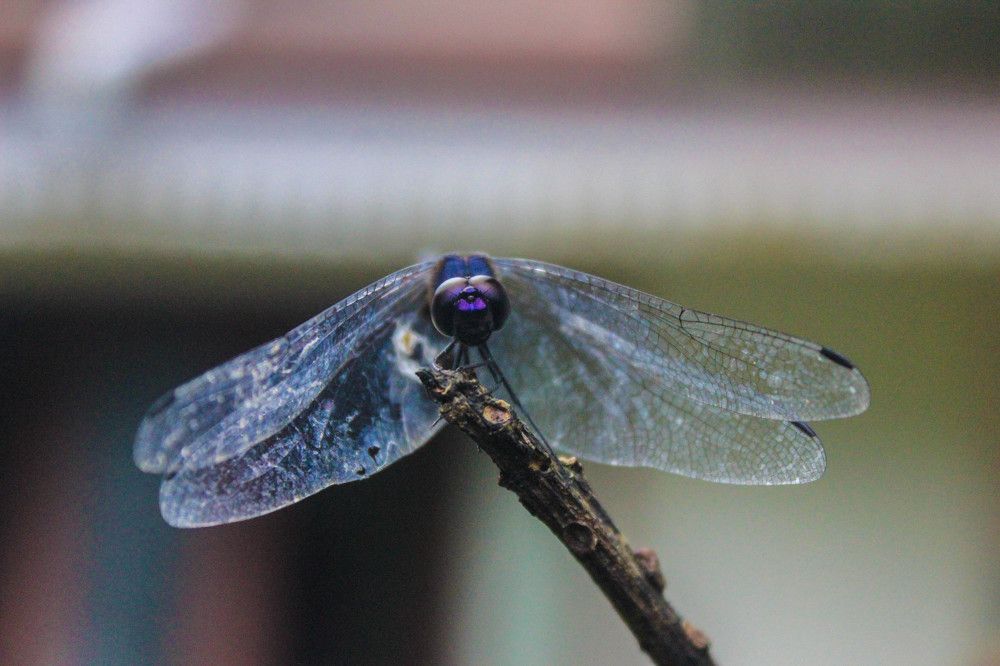Dragonfly