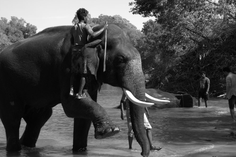 Bathing Elephant in Kabini