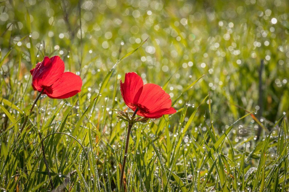 цветение анемонов