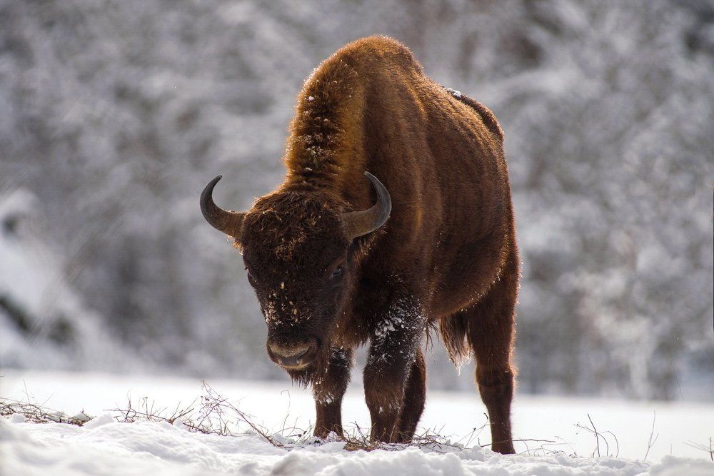 ВЛАСТЕЛИН ЛЕСА
