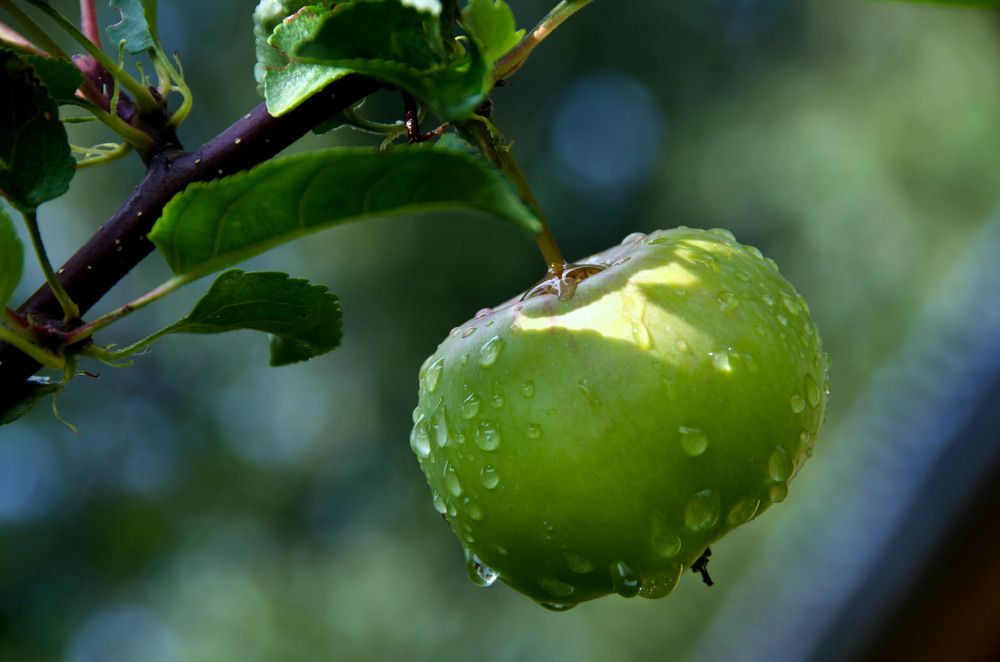 После дождя