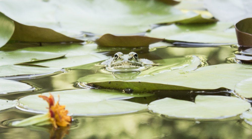 За вами всегда следят