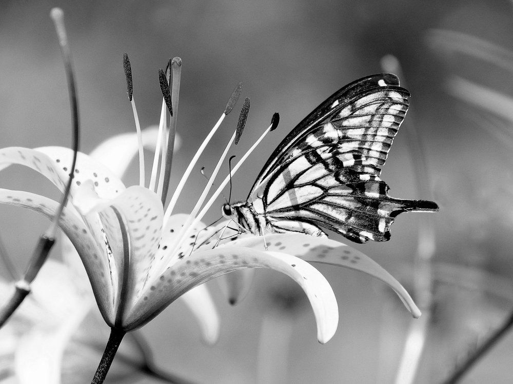 Любительница нектара.