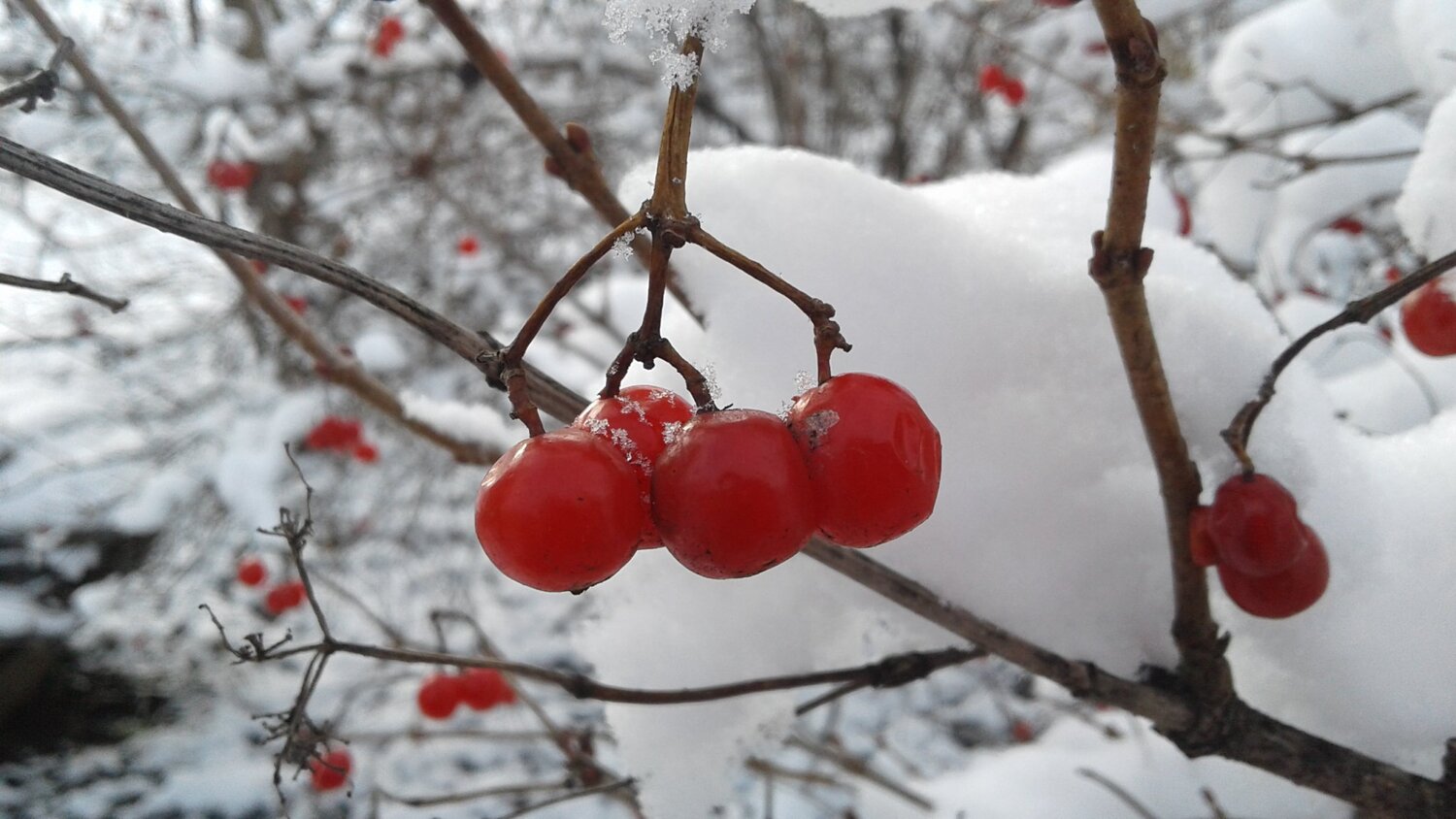 Калина