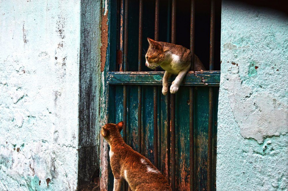 Cats Whispering