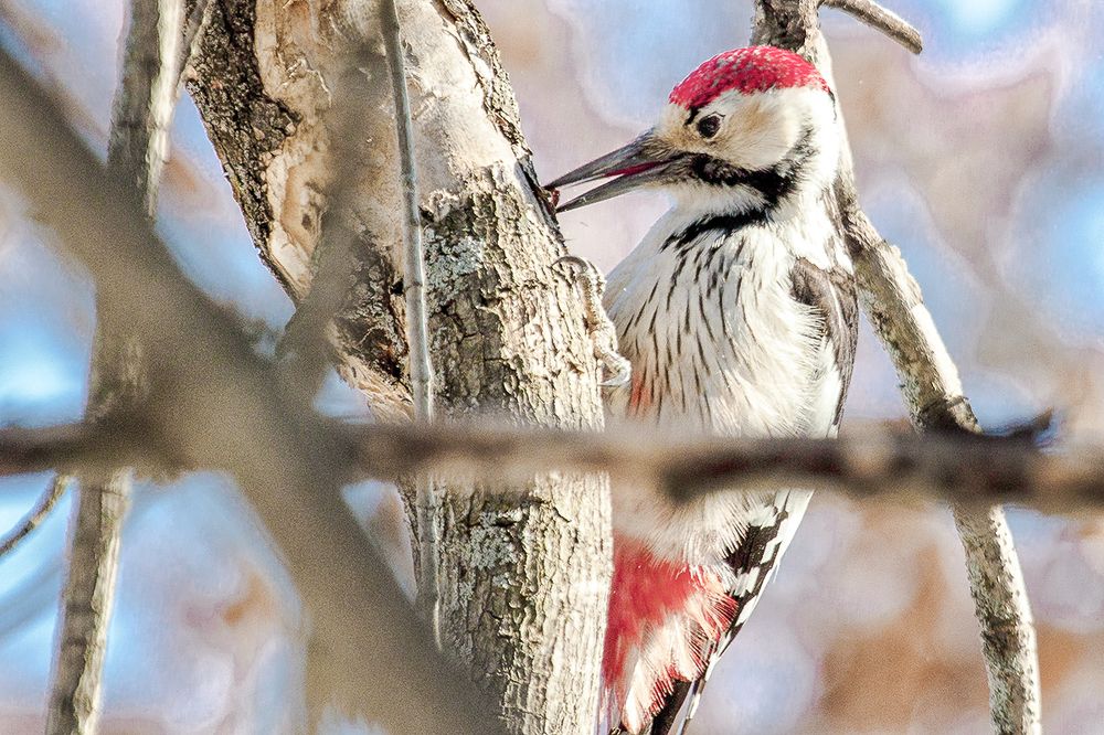 Попался который.....