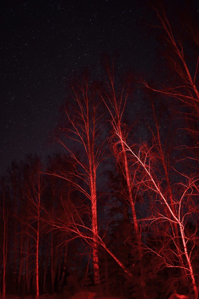 Red forest