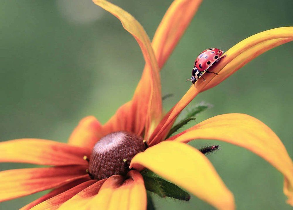 Эх прокачусь.