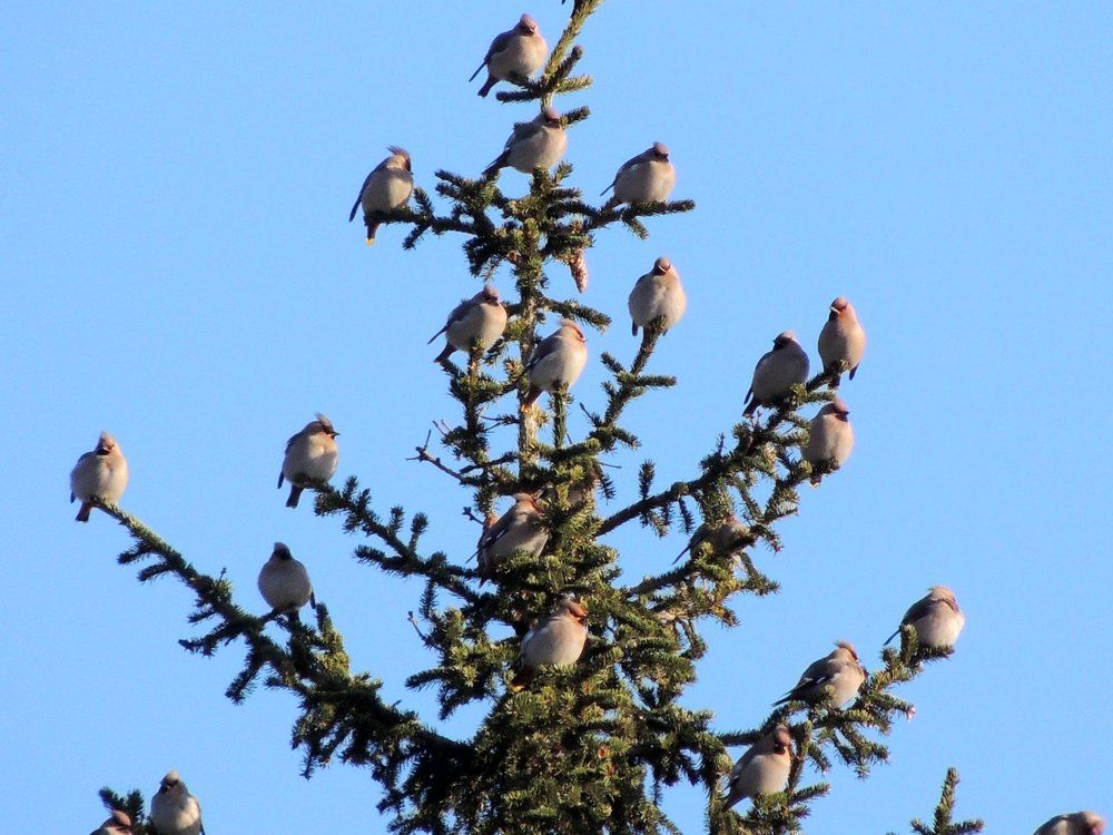 Свиристели.