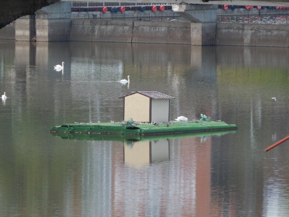 Лебединый остров