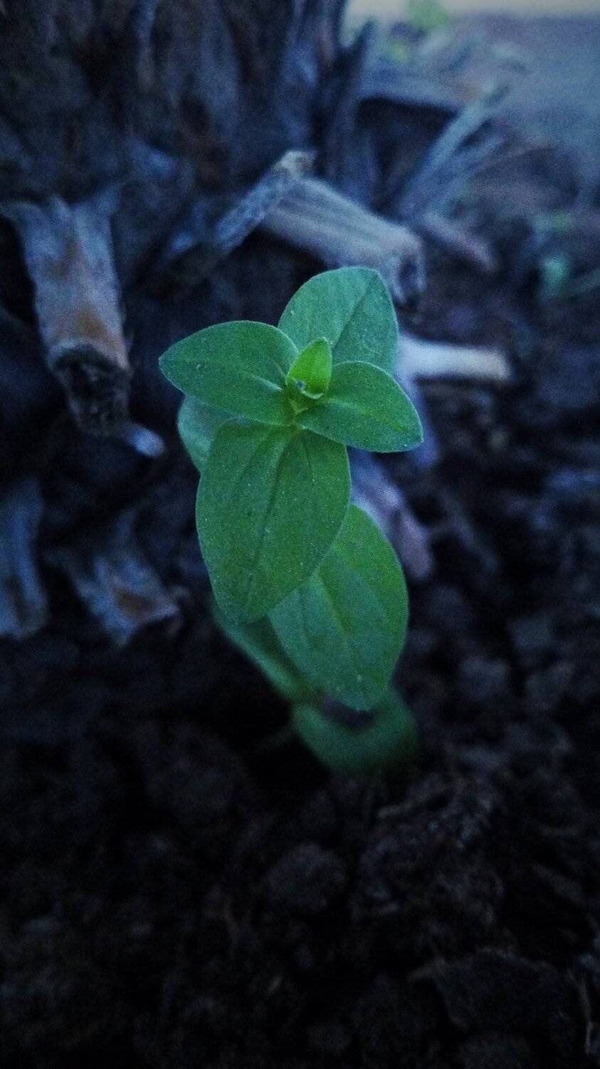 Omg... Ongoing green