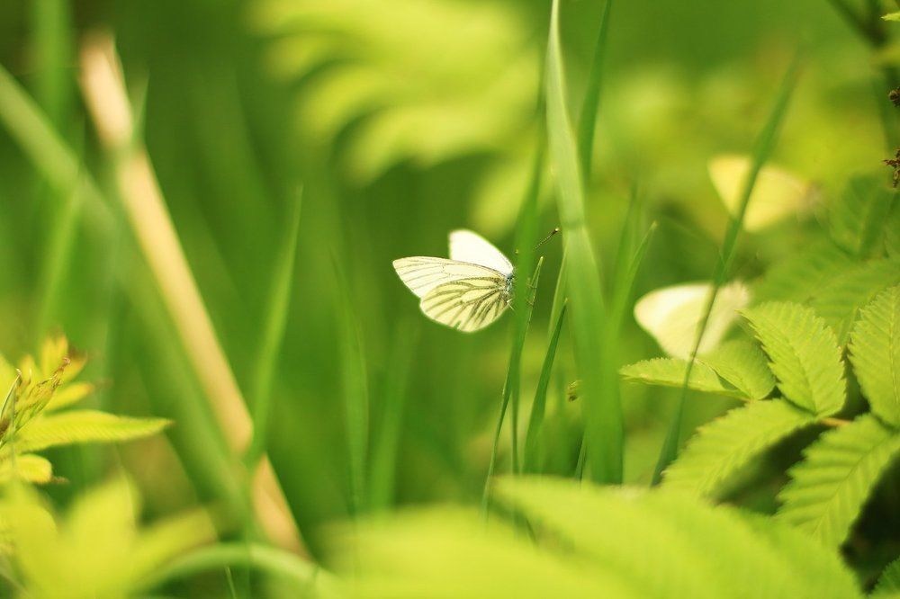 Бабочки в листве