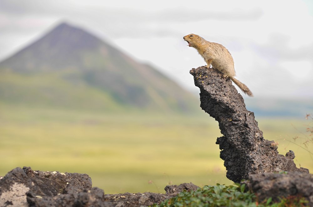 Зов матери.